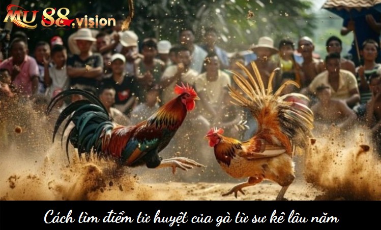 Cách tìm điểm tử huyệt của gà từ sư kê lâu năm - Hình số 2 Cách tìm điểm tử huyệt của gà từ sư kê lâu năm