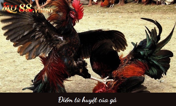 Cách tìm điểm tử huyệt của gà từ sư kê lâu năm